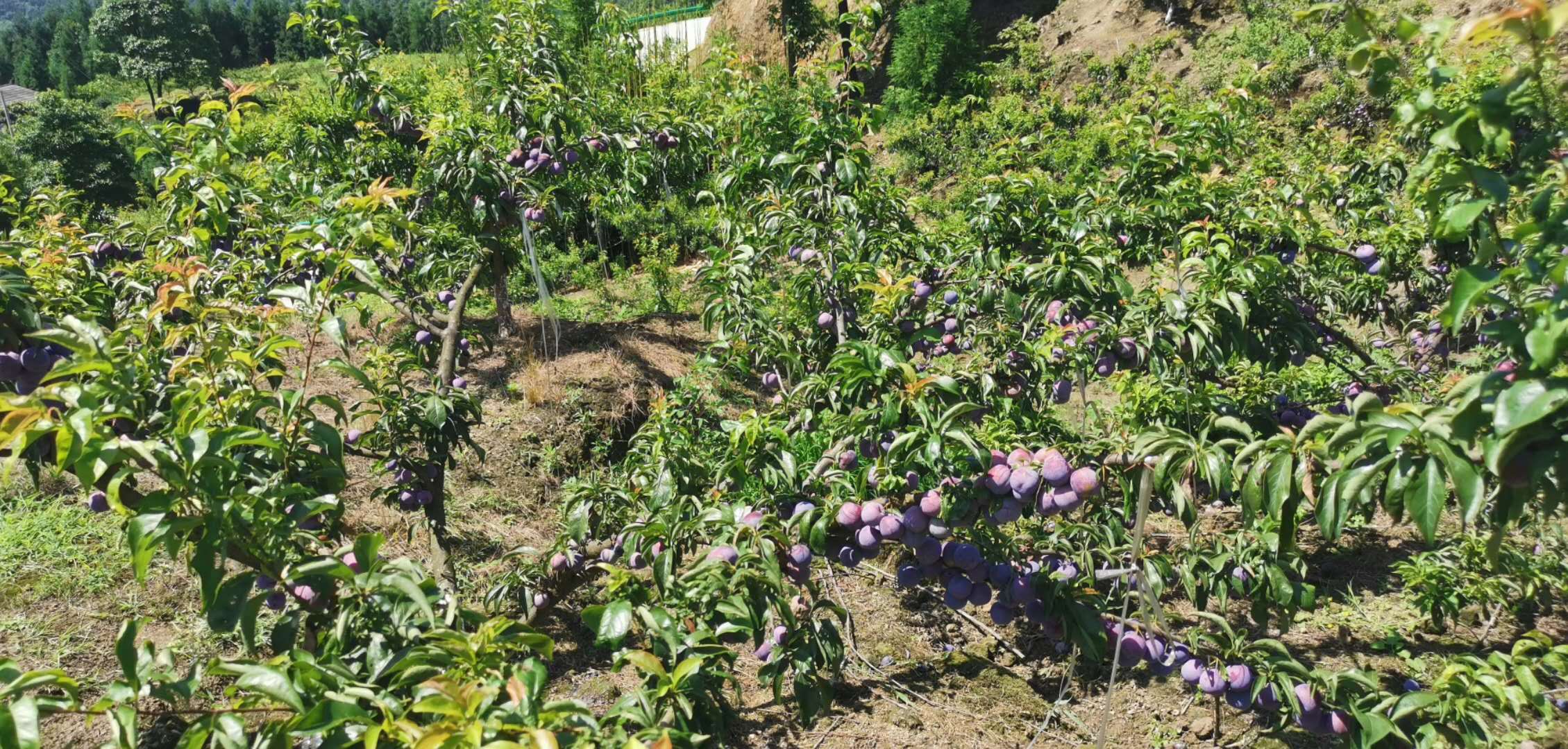 马边后池村脆红李